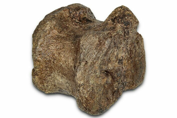 Hadrosaur (Edmontosaurus) Caudal Vertebra Centrum - Wyoming #357058